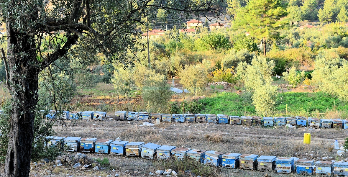 Osmaniye marmaris