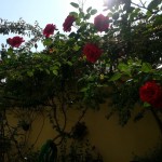 roses_Marmaris