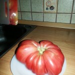 tomato