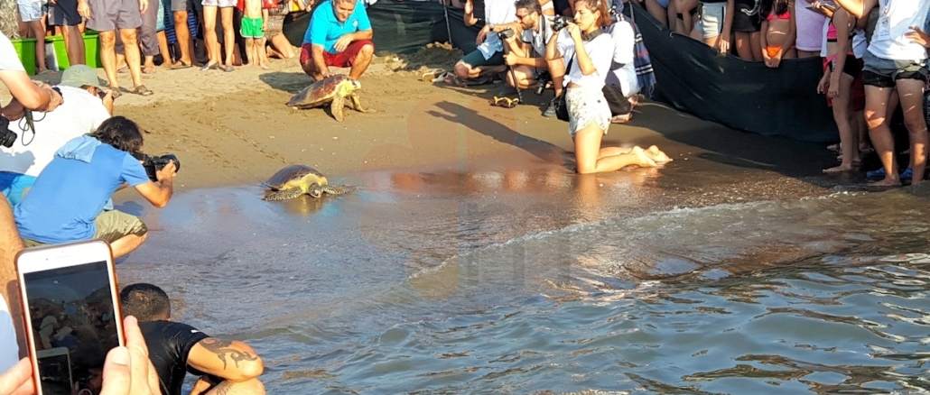 Caretta Caretta back to sea Caretta Caretta back to sea