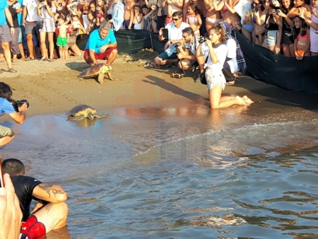 Caretta Caretta back to sea