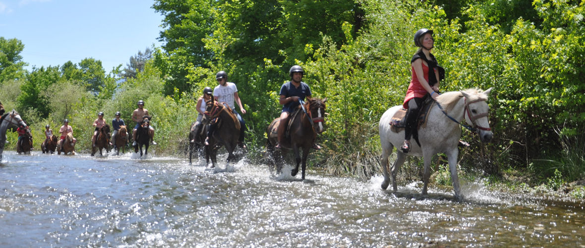 Horse Safari Horse Safari
