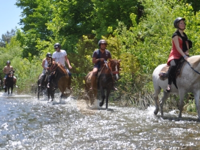 Horse Safari