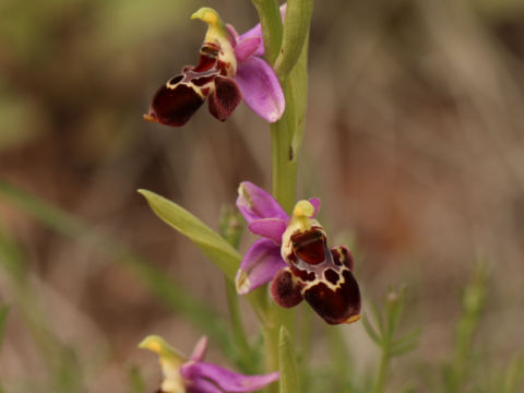 Marmaris Orchid Days