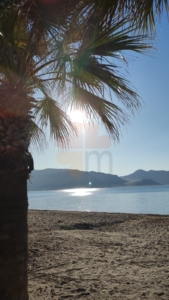 Marmaris palm trees
