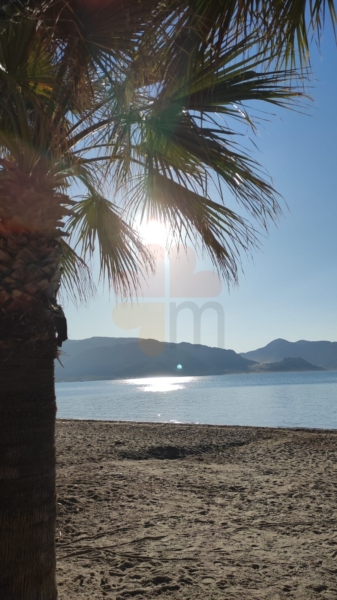 Marmaris palm trees