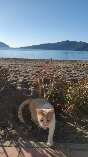 Marmaris cats