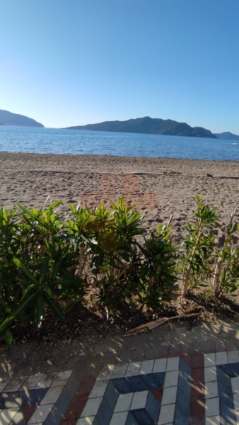 Marmaris oleanders