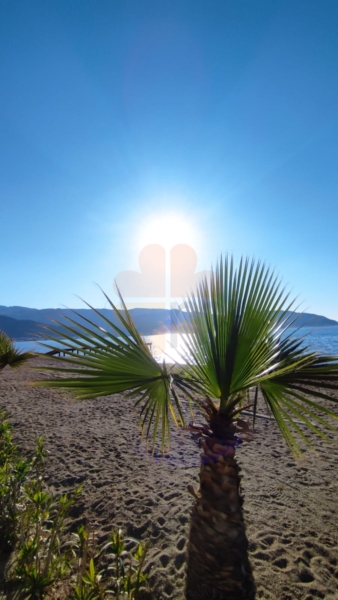 Palms and sun in Marmaris