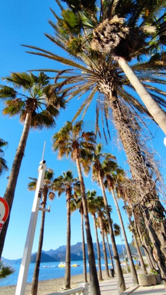 Palm street marmaris