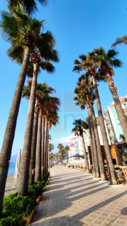 Marmaris Palm Trees