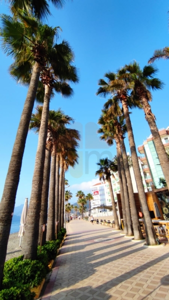 Marmaris Palm Trees - Marmaris Turkey Official Website Marmaris Palm Trees