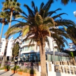 Marmaris palm trees