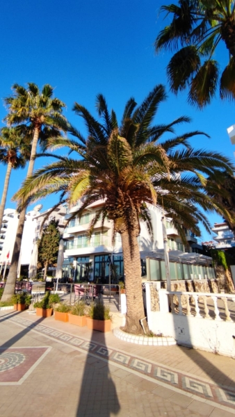 Marmaris palm trees