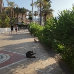What to do in Marmaris at 7 in the morning