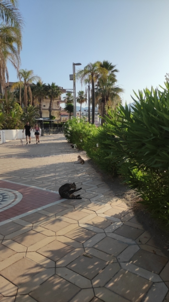 What to do in Marmaris at 7 in the morning? - Marmaris Turkey What to do in Marmaris at 7 in the morning?