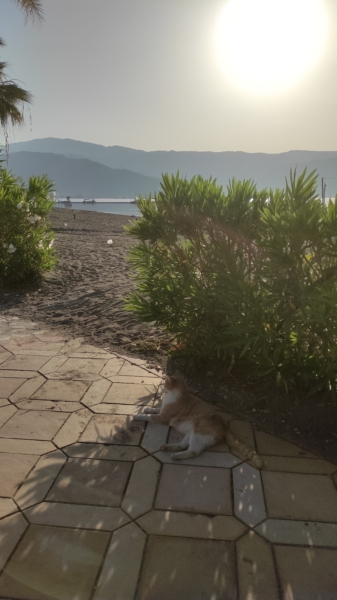 What to do in Marmaris at 7 in the morning? - Marmaris Turkey What to do in Marmaris at 7 in the morning?