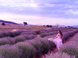 Lavender fields