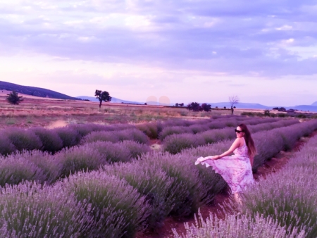 Lavender fields