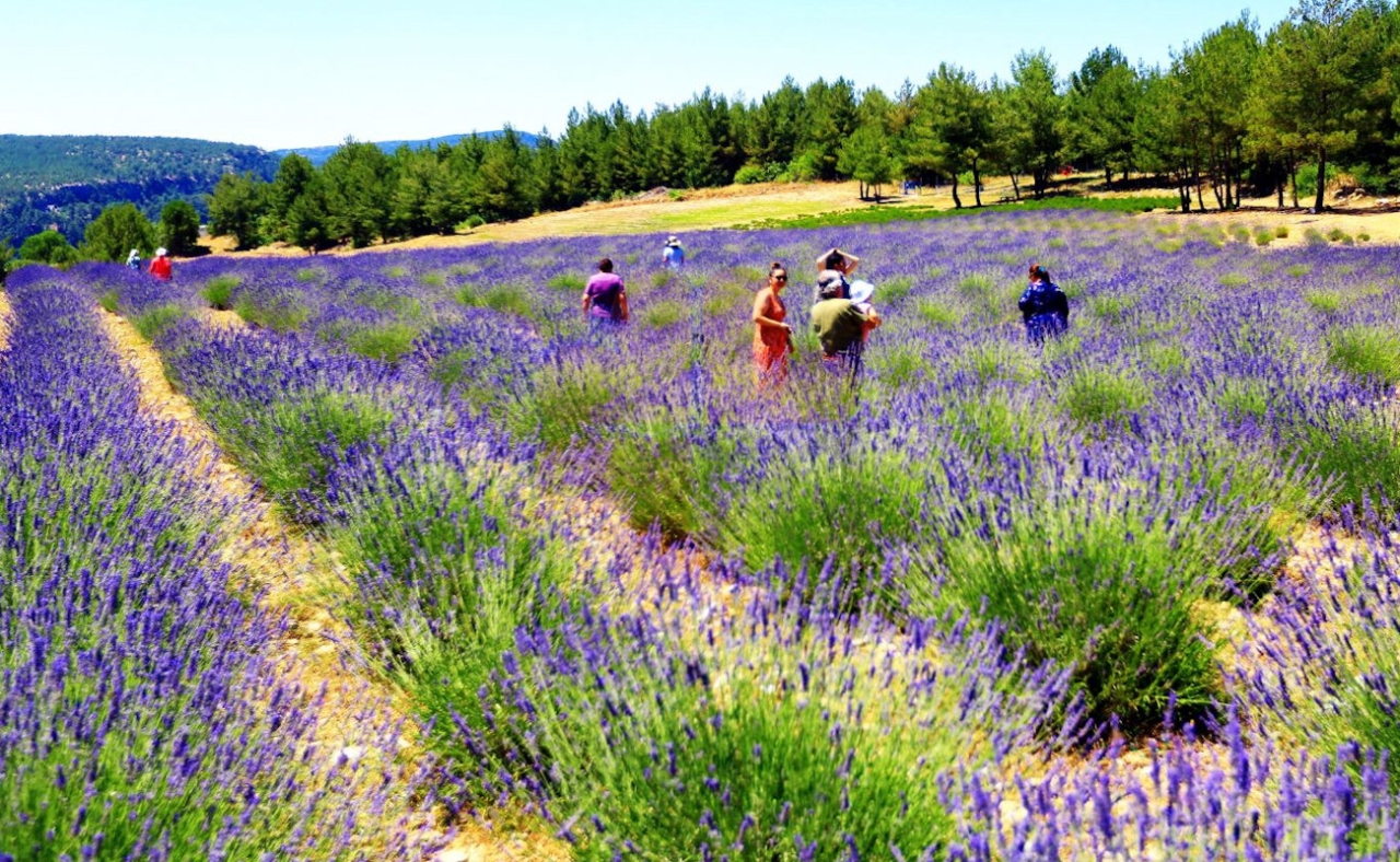 Marmaris lavender fields