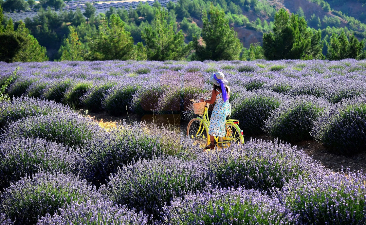 Marmaris lavender fields