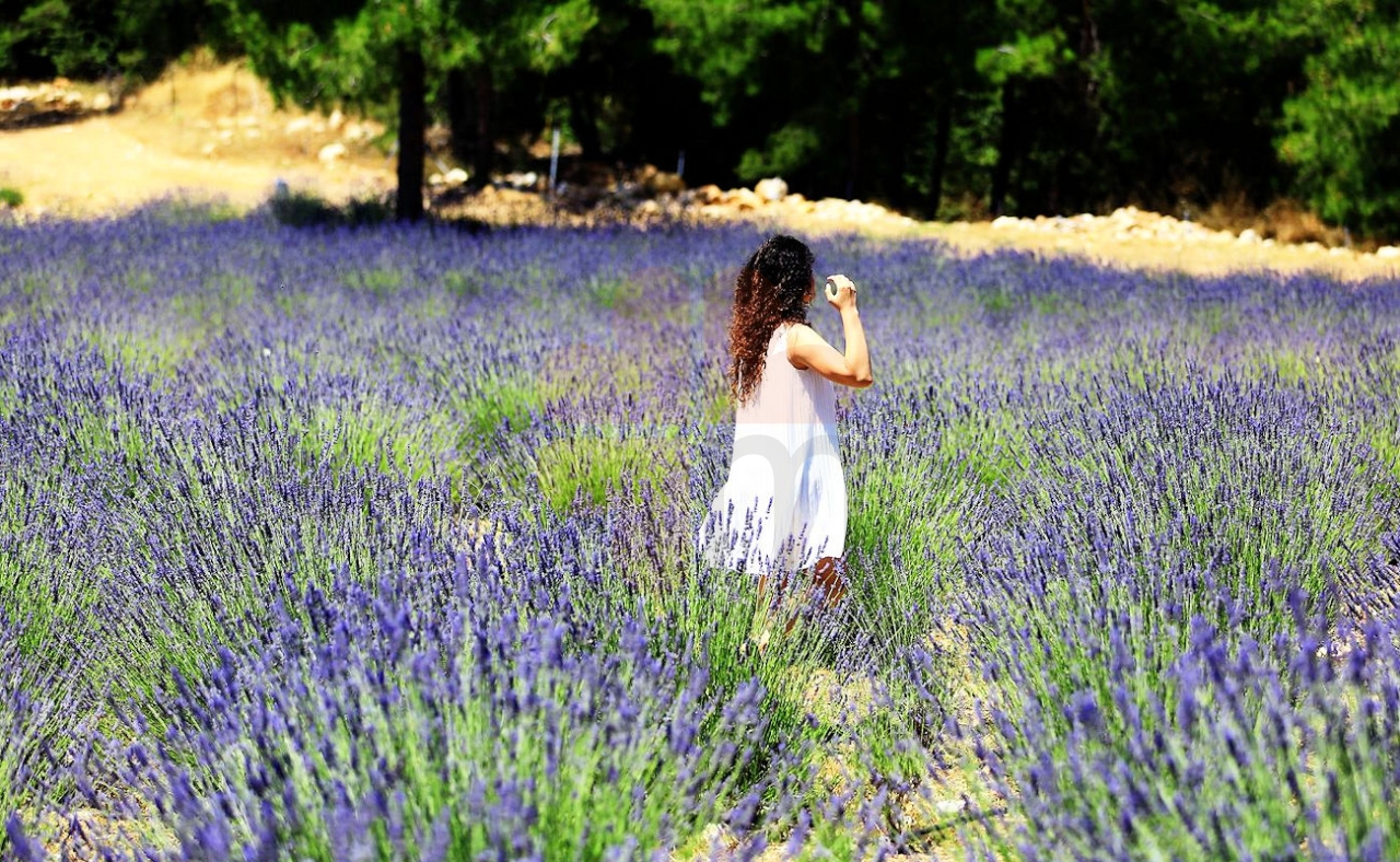 Marmaris lavender fields