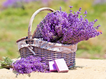Marmaris lavender fields