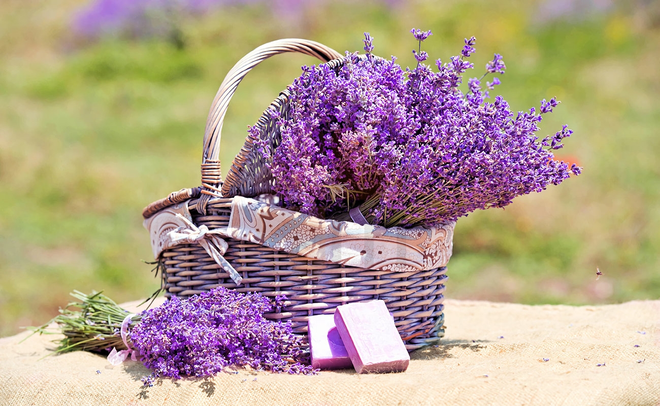 Marmaris lavender fields