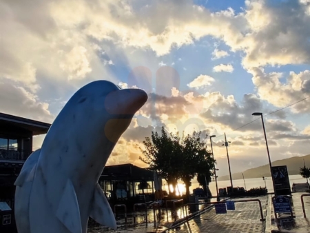 Marmaris Dolphins