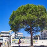 Marmaris Sunday Market