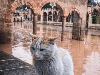 Natural Disasters in Turkey continue to affect the nation