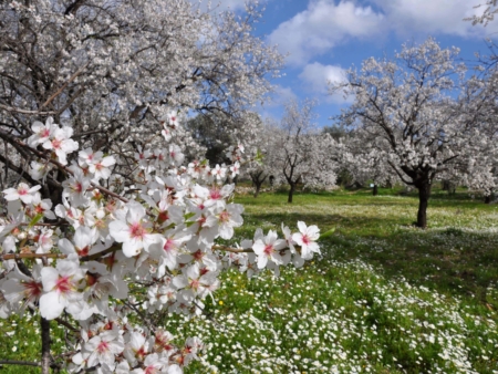 Datca Almond Flower Festival