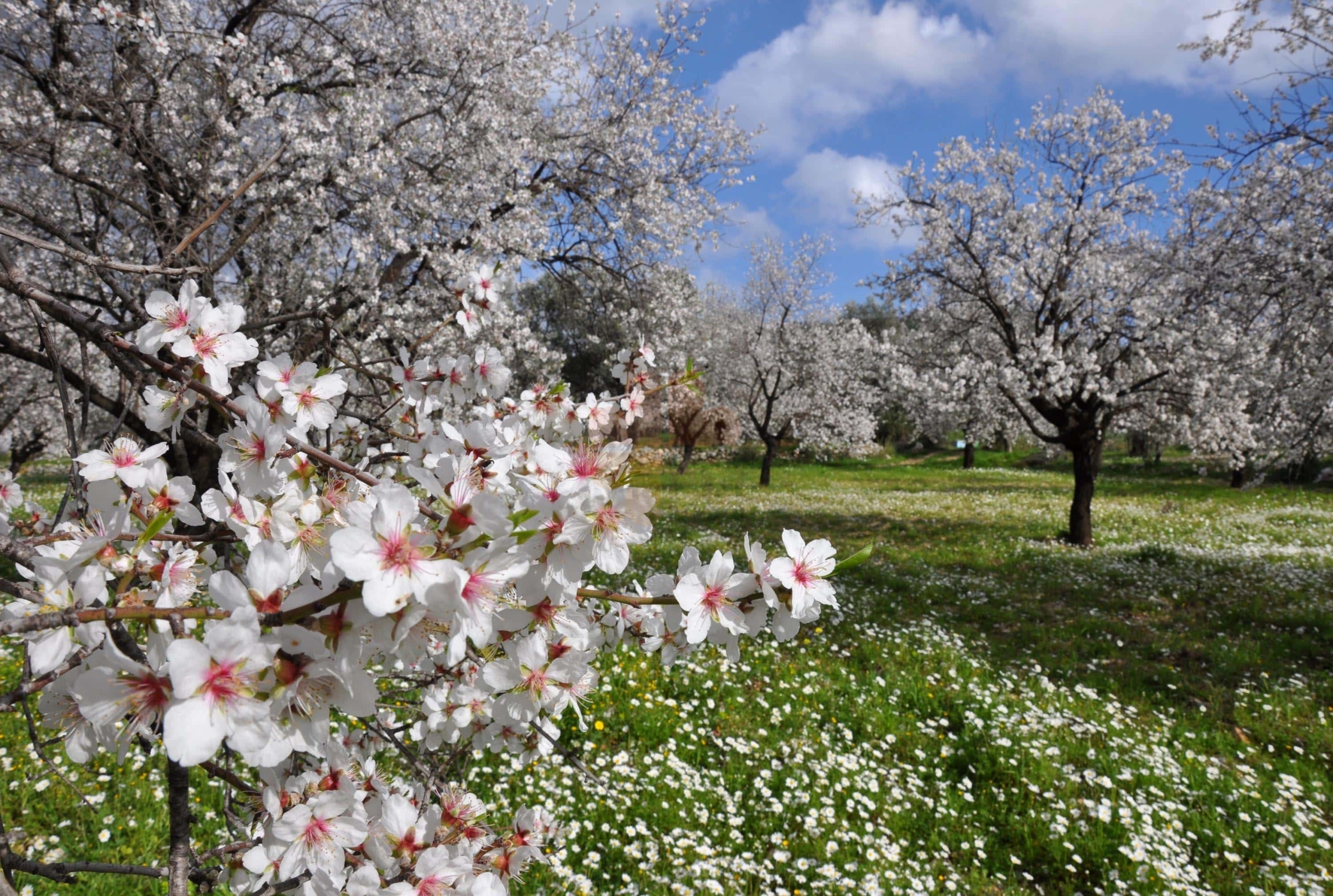 Datca almond flower festival